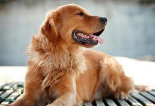 世界十大名狗排名 最聪明最容易顺服犬类排名/哈士奇榜首