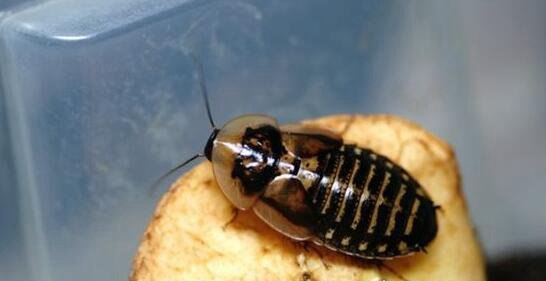 杜比亚蟑螂吃什么 杜比亚蟑螂饲养方法注意事项