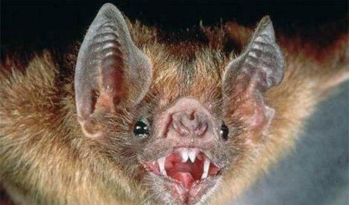 世界上最恐怖的蝙蝠 吸血蝙蝠(每天要吸18g血)