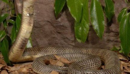世界上食性最广泛的蛇 舟山眼镜蛇（中国十大毒蛇之一）