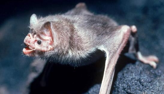 世界上最凶恶的蝙蝠 猪脸大蝙蝠最爱吸食鲜血
