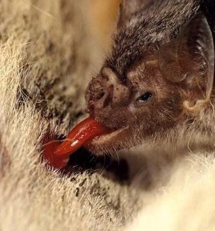 世界上最凶恶的蝙蝠 猪脸大蝙蝠最爱吸食鲜血