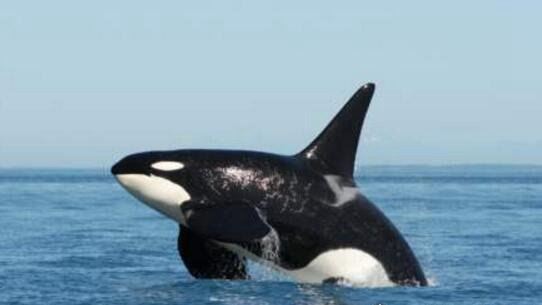 世界上最恐怖的鲸鱼 海洋霸主虎鲸(长相很萌但超凶残)