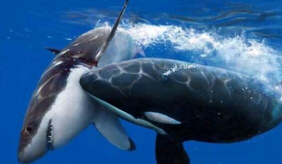 世界上最恐怖的鲸鱼 海洋霸主虎鲸(长相很萌但超凶残)