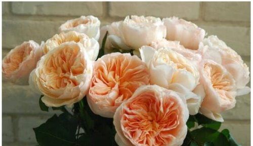 世界上最贵的玫瑰花 朱丽叶玫瑰(价值高达2700多万元)