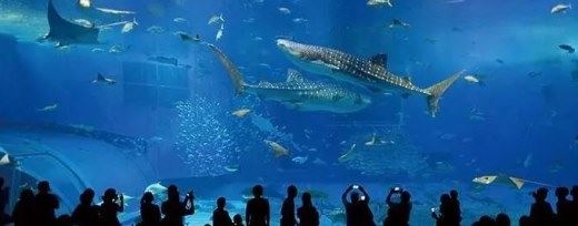 世界上最大的水族馆