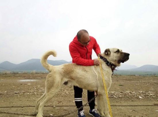 世界第一巨狗土耳其坎高 可高达115公分重达125公斤（土耳其国宝）