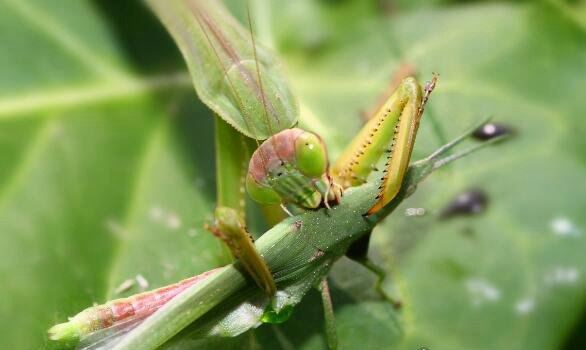 螳螂吃什么 主要以各种农业害虫为食(是肉食性昆虫)
