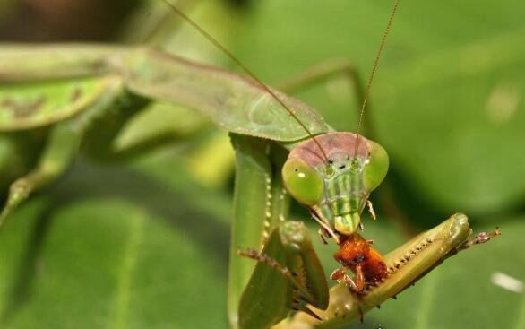 螳螂吃什么 主要以各种农业害虫为食(是肉食性昆虫)