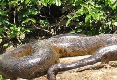 世界上最大的蛇 体重达250公斤