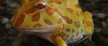 世界上最“招财”的青蛙 黄金角蛙（也被称作招财蛙）