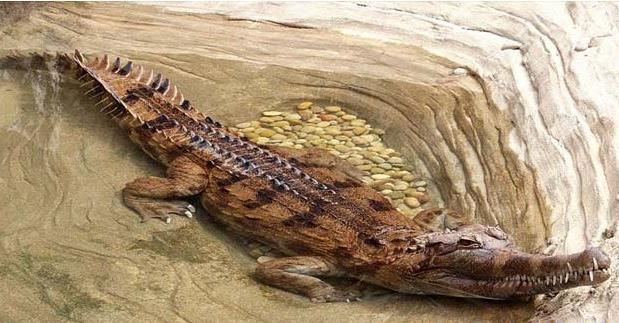 十种世界上最大的鳄鱼 这种鳄鱼体型惊人