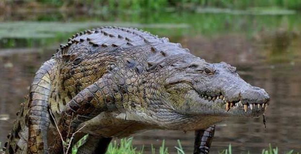 十种世界上最大的鳄鱼 这种鳄鱼体型惊人
