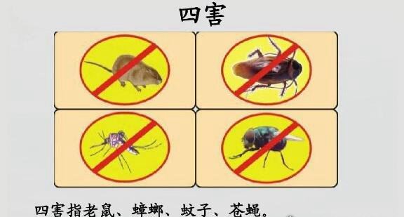 四害是哪四害 苍蝇、蚊子、老鼠、蟑螂这四种动物被称为四害