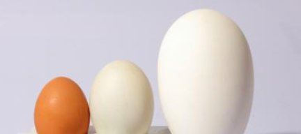 孕期吃鹅蛋可以预防黄疸吗 孕妇可以用陈艾煮鹅蛋吃吗？