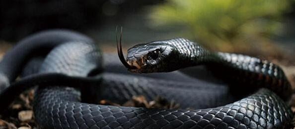 世界十大毒蛇 黑曼巴仅排第五(第一被两种毒蛇并列获得)
