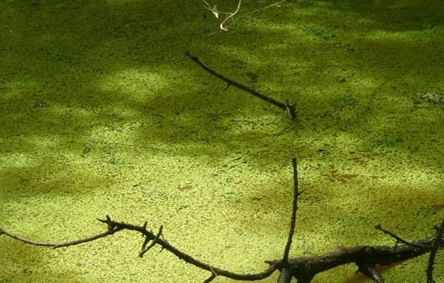 世界上生长速度最快的植物 杂交杨树每年可以生长十英尺