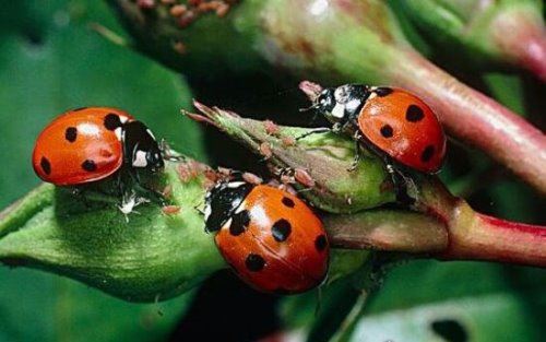 七星瓢虫吃什么 许多瓜果农作物的害虫都是它们的食物