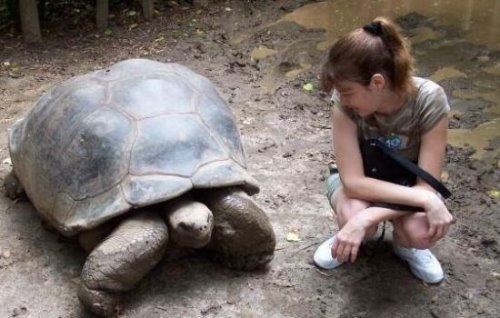 世界第二大陆龟 亚达伯拉象龟(最重可达750斤/最长达1.8米)