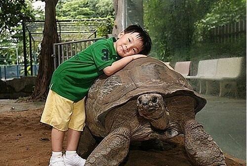 世界第二大陆龟 亚达伯拉象龟(最重可达750斤/最长达1.8米)