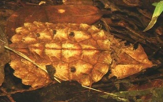 十大最好养的乌龟 宠物龟的种类有哪些