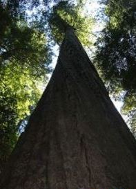 世界上最高的树排行前十名 亥伯龙神排第一