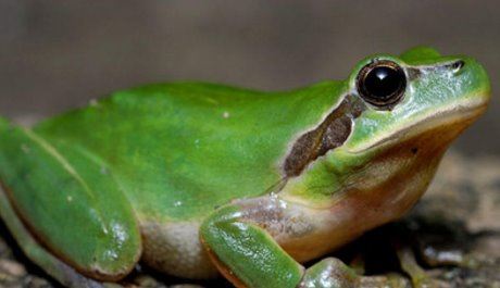 世界上最常见是青蛙 雨蛙的种类超级多（大约250种）