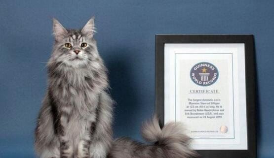 世界上最大的猫排行榜 缅因猫夺冠被封温柔的巨人