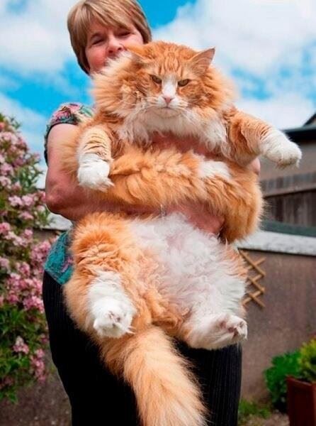 世界上最大的猫排行榜 缅因猫夺冠被封温柔的巨人