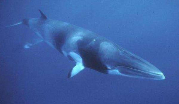 盘点世界上最大的鲸鱼 抹香鲸排第四 虎鲸未上榜