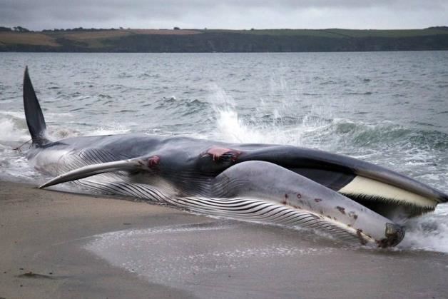 盘点世界上最大的鲸鱼 抹香鲸排第四 虎鲸未上榜