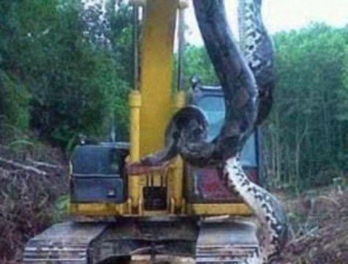 贵州挖出4吨大蛇 被惊扰后报复人类(孩子被吃/谣言)
