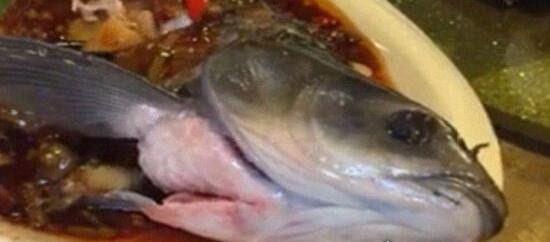僵尸鱼死后仍然能抽搐 还有一种食人鲜血的七鳃鳗