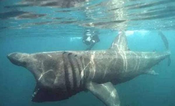 世界第二大鱼类姥鲨 体长达12米(被人类吃成濒危动物)
