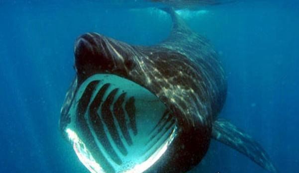 世界第二大鱼类姥鲨 体长达12米(被人类吃成濒危动物)