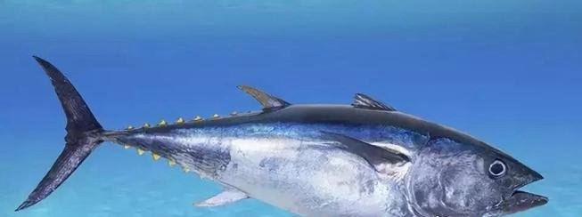 世界上最贵的金枪鱼 一条蓝鳍金枪鱼价格3个亿(贫穷限制了想象)
