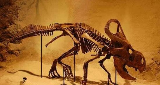世界上最弱的十大恐龙 第一名仅有几十厘米（战斗力弱）