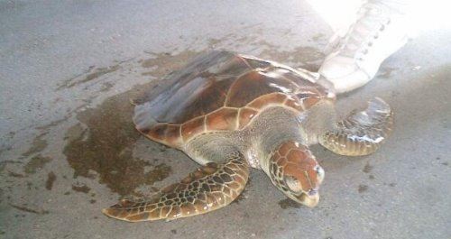 世界上最大的海龟是什么龟 棱皮龟重达916公斤（体型巨大）