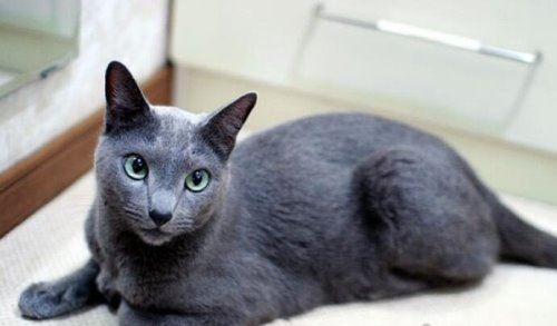 世界十大最贵的猫咪 阿什拉猫排第一售价61万(波斯猫仅第五)