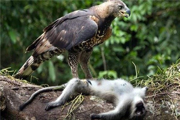 世界上最大的老鹰是什么？菲律宾食猿雕身材庞大浑身是宝