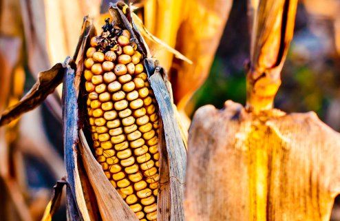 2022年秋天玉米价格会上涨吗？