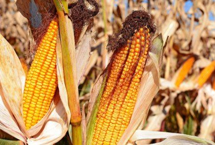 2022年秋天玉米价格会上涨吗？