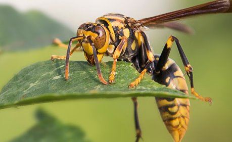 世界十大毒虫排行榜：火红蚁咬伤巴西3万人(战斗力恐怖)
