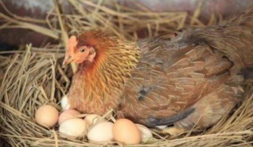 母鸡孵蛋的原理是什么？