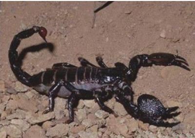 世界上最大的蝎子，帝王蝎体长可达30厘米以上