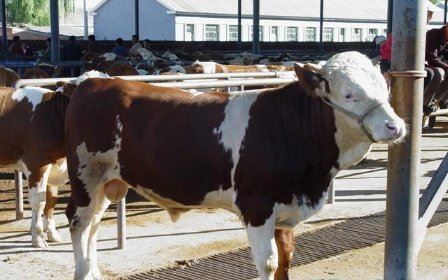 2022养牛的利润与成本是多少？