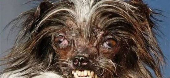 世界上最丑的狗 全球十大丑狗丑瞎你的眼(组图)
