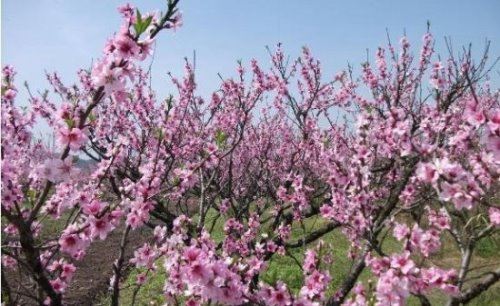 桃花什么时候开 每年3~6月份是桃花盛开的时节(养护技巧)