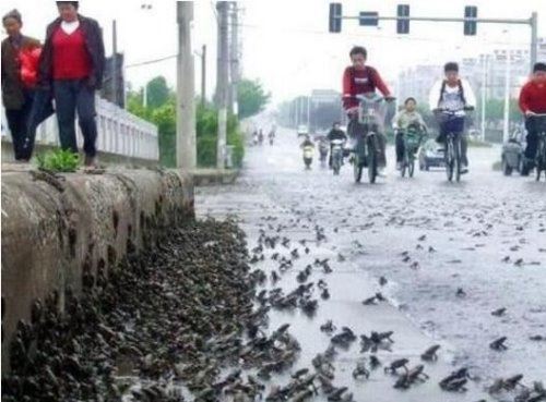 世界十大罕见的怪雨 天上掉馅饼绝对是真的