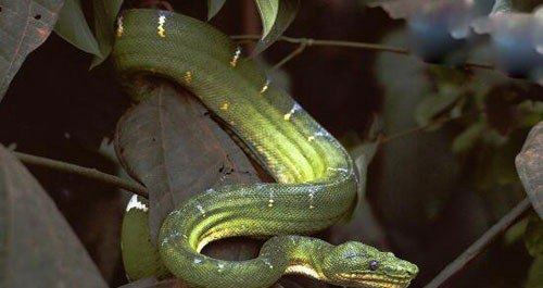 世界上最可爱的蛇 世界上最漂亮最可爱的10种蛇(无毒温顺)
